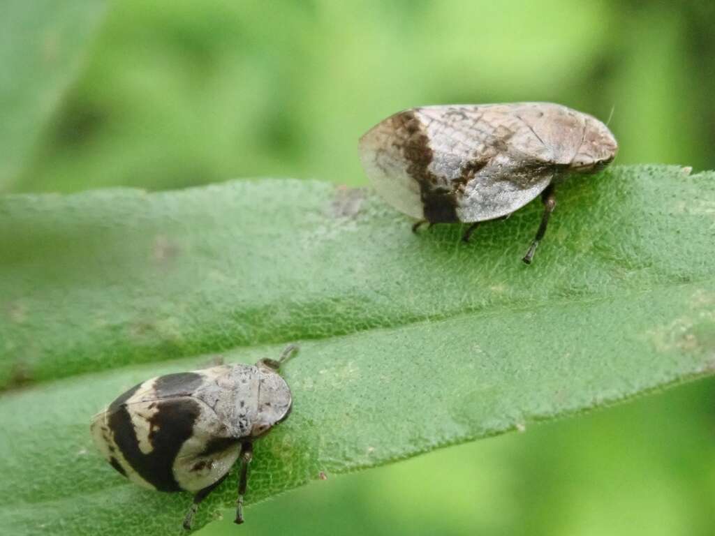 Image of Leafhopper