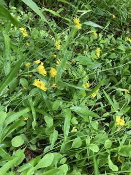 Sivun Ixeris japonica (Burm. fil.) Nakai kuva