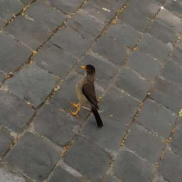 Imagem de Turdus falcklandii magellanicus King & PP 1831