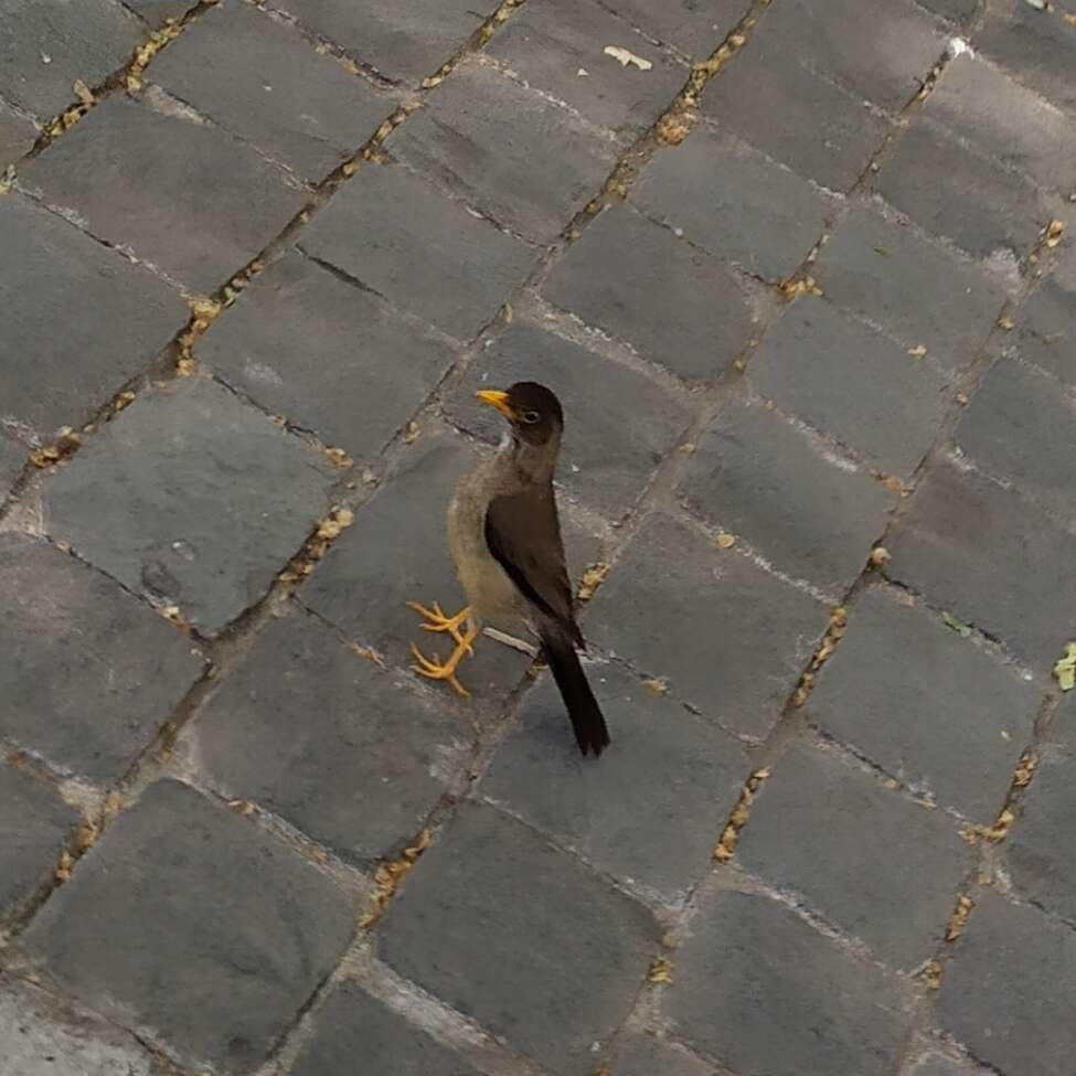 Image de Turdus falcklandii magellanicus King & PP 1831