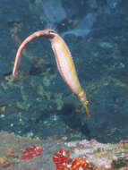 Image of Duncker&#39;s pipefish