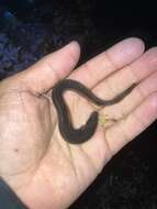 Image of Black blenny