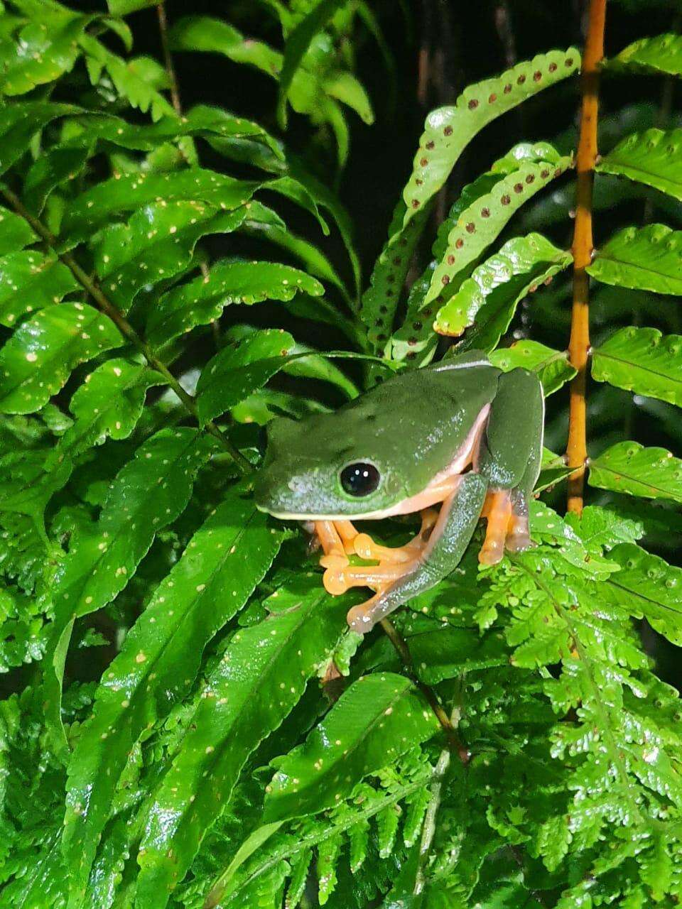 Image of Black-eyed Leaf Frog