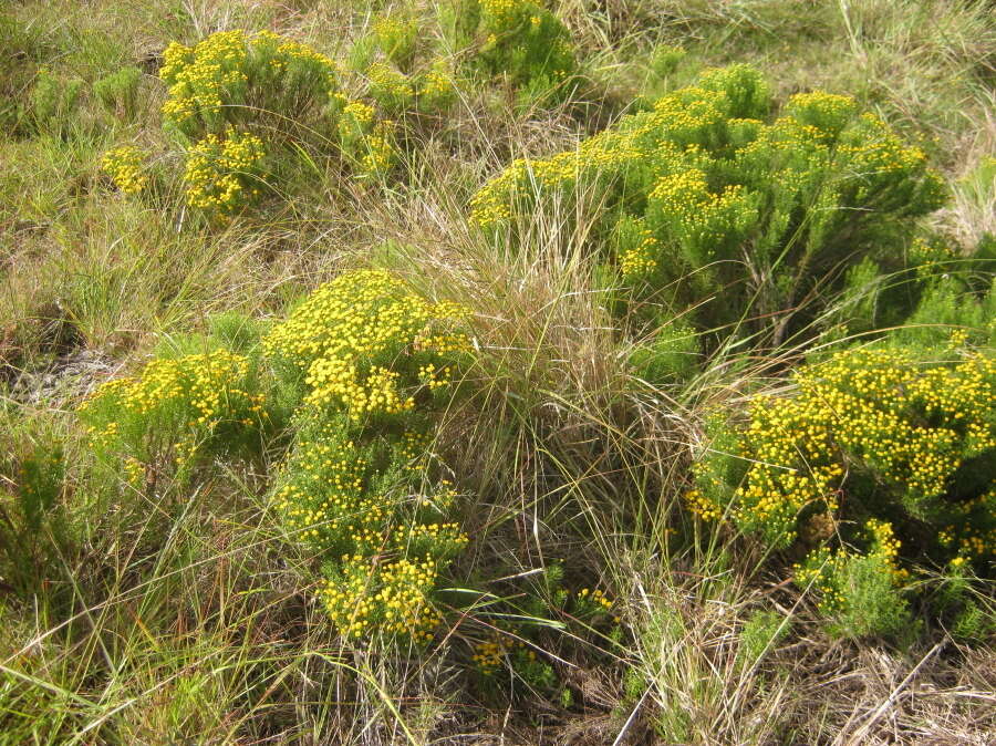 Слика од Chrysocoma ciliata L.