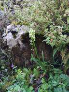 Image of Dactylorhiza romana subsp. guimaraesii (E. G. Camus) H. A. Pedersen