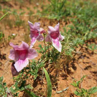 Plancia ëd Dicerocaryum senecioides (Klotzsch) Abels