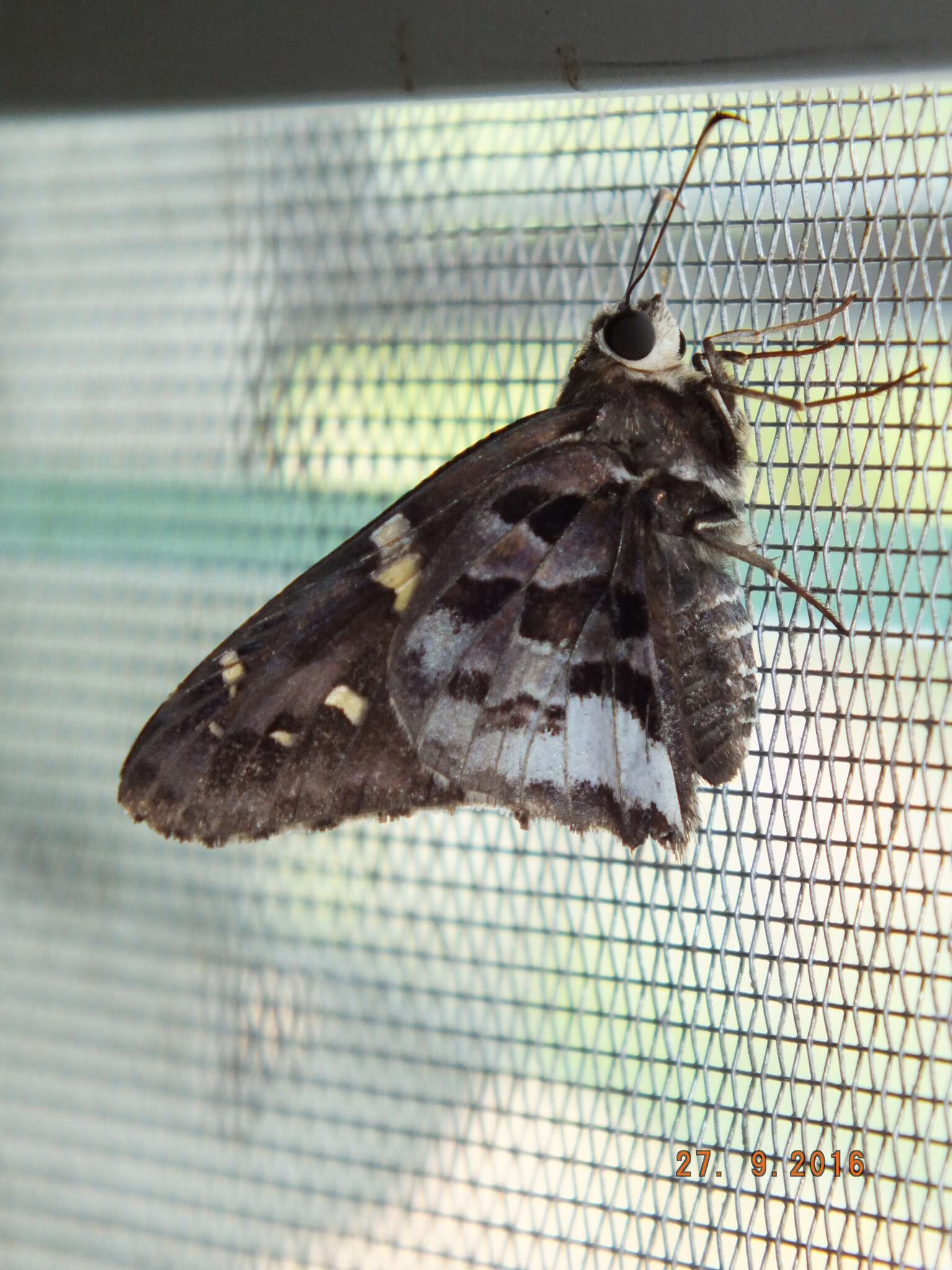 Image of Codatractus carlos Evans 1952