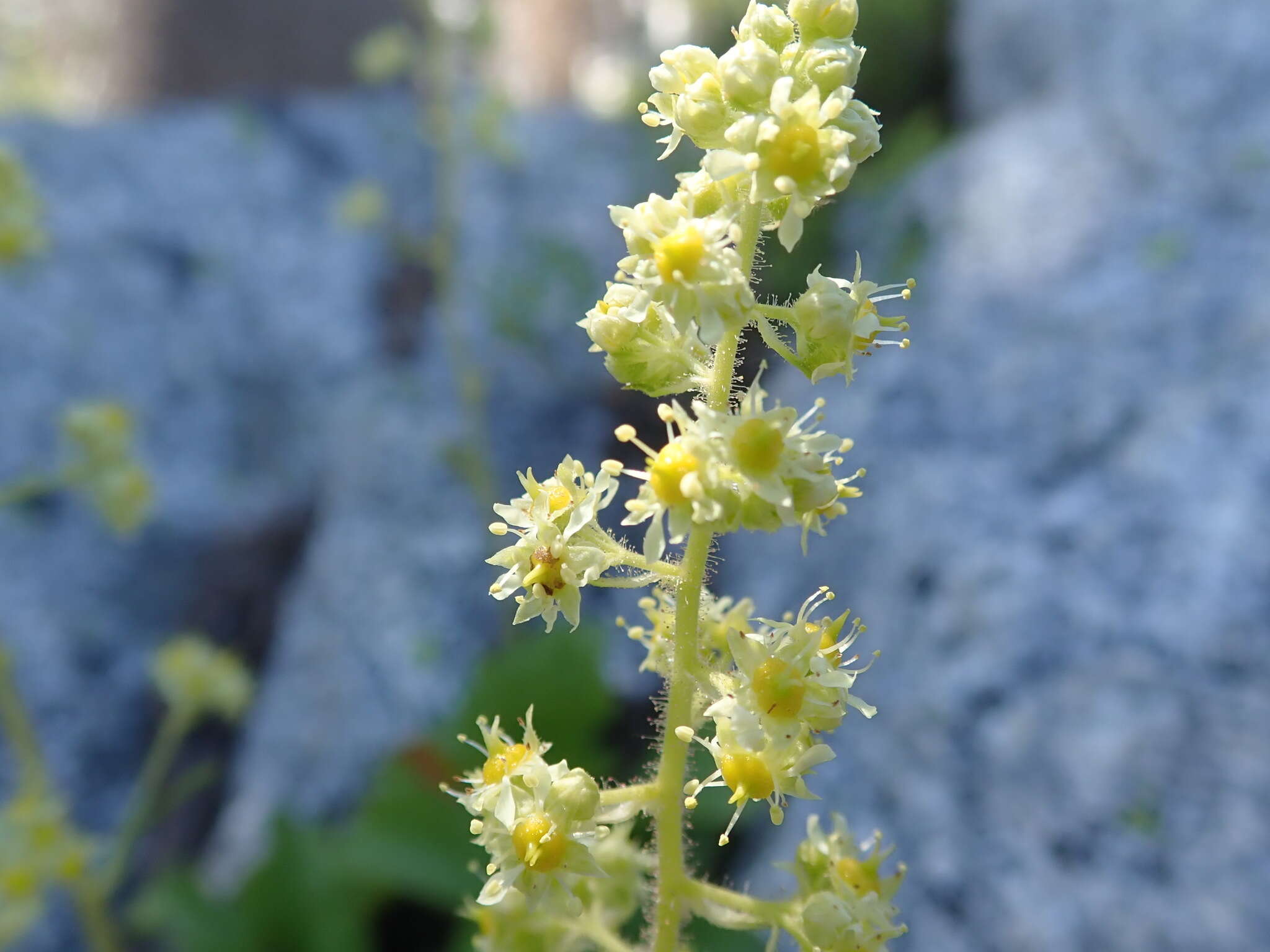 Image of strawberry saxifrage