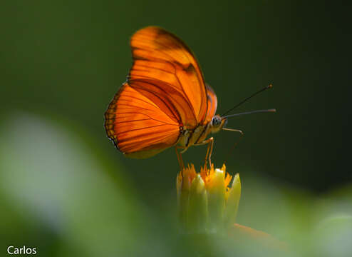 Image of Dryas iulia moderata Stichel 1907