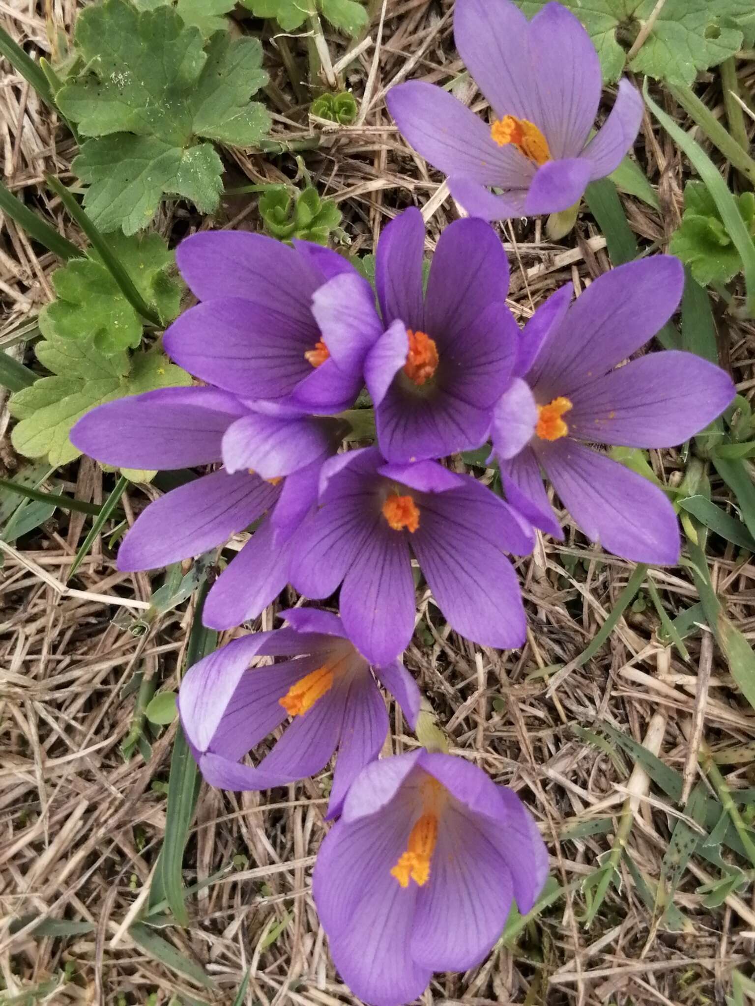 Crocus nudiflorus Sm. resmi