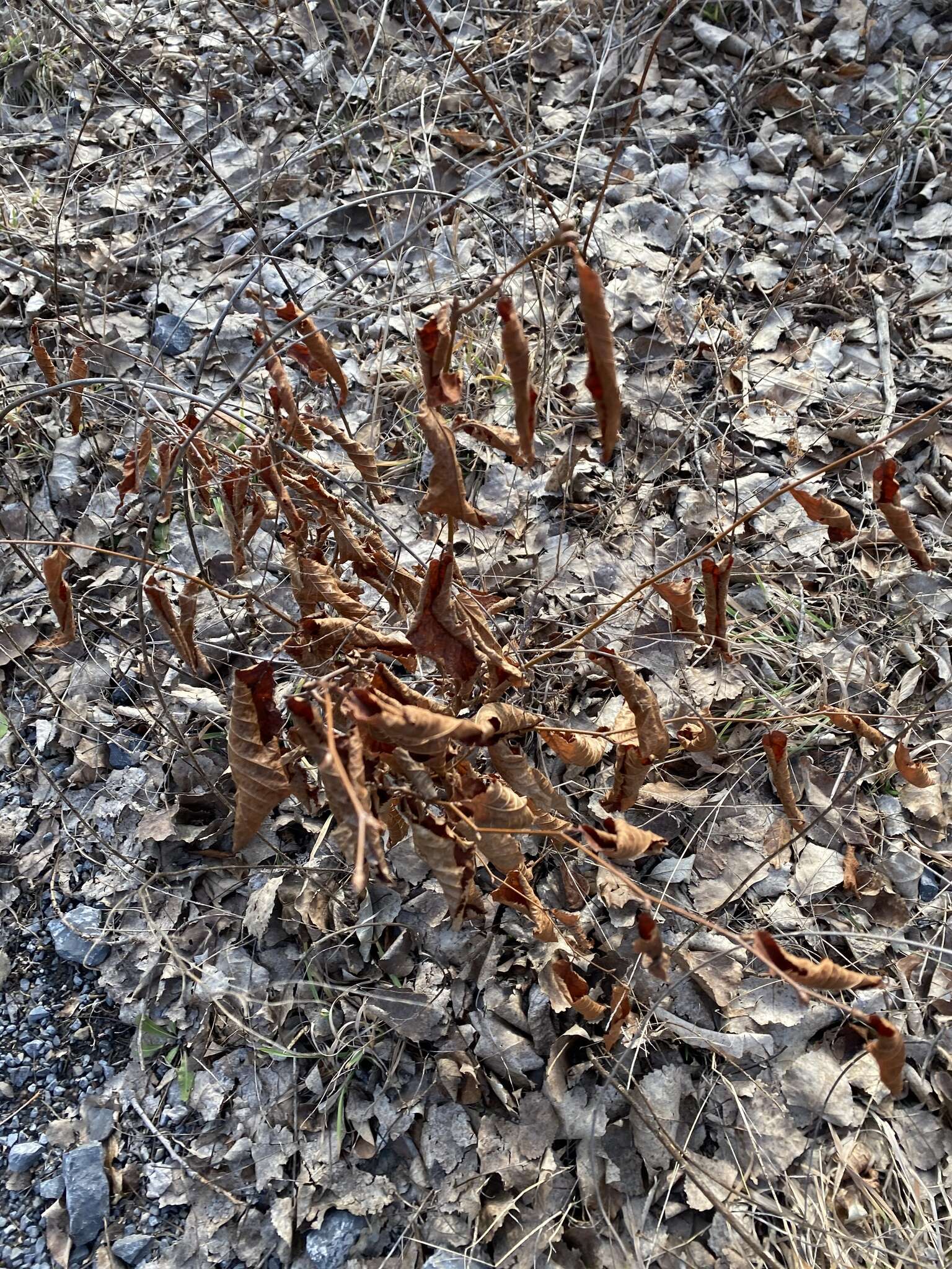 Image de Ostrya virginiana subsp. virginiana