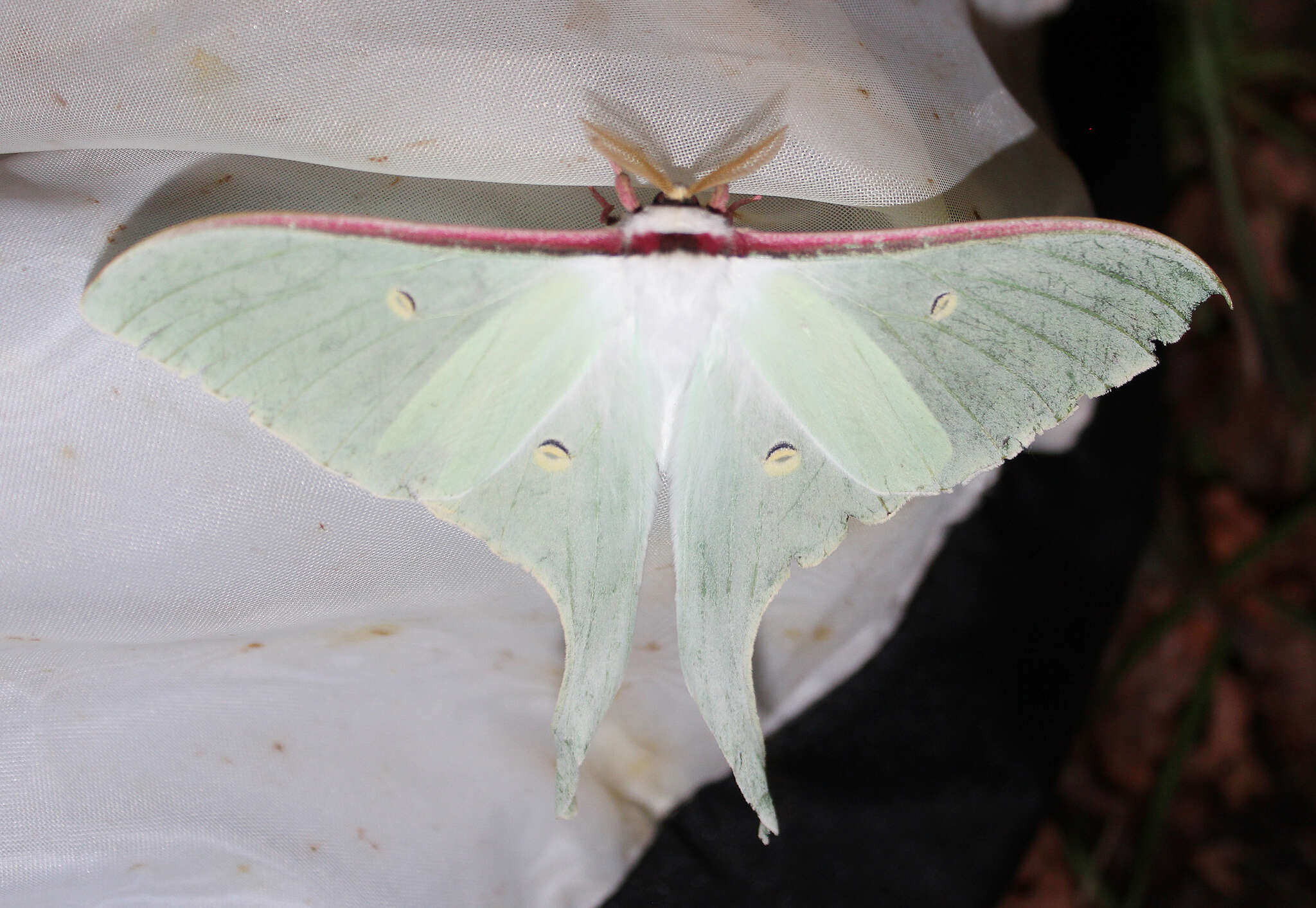 Image of Actias artemis (Bremer & Grey 1853)