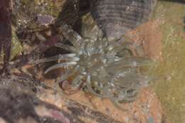 Image of silver-spotted sea anemone