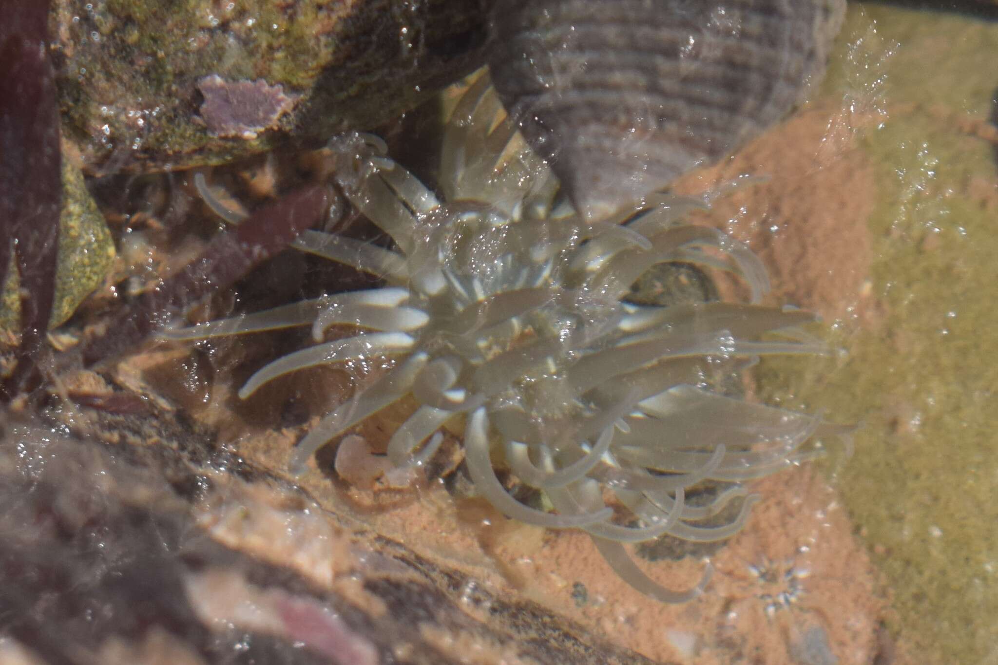 Image of silver-spotted sea anemone