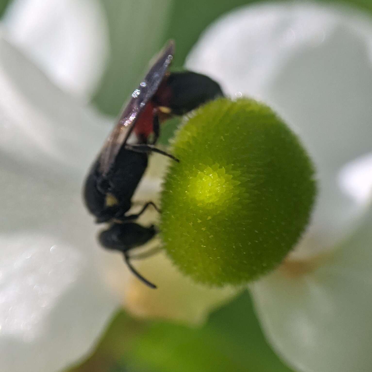 Imagem de Hylaeus nelumbonis (Robertson 1890)