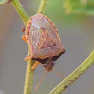 Image of Dendrocoris contaminatus Uhler 1897