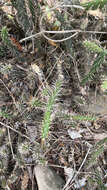 Image of Roving Pricklypear