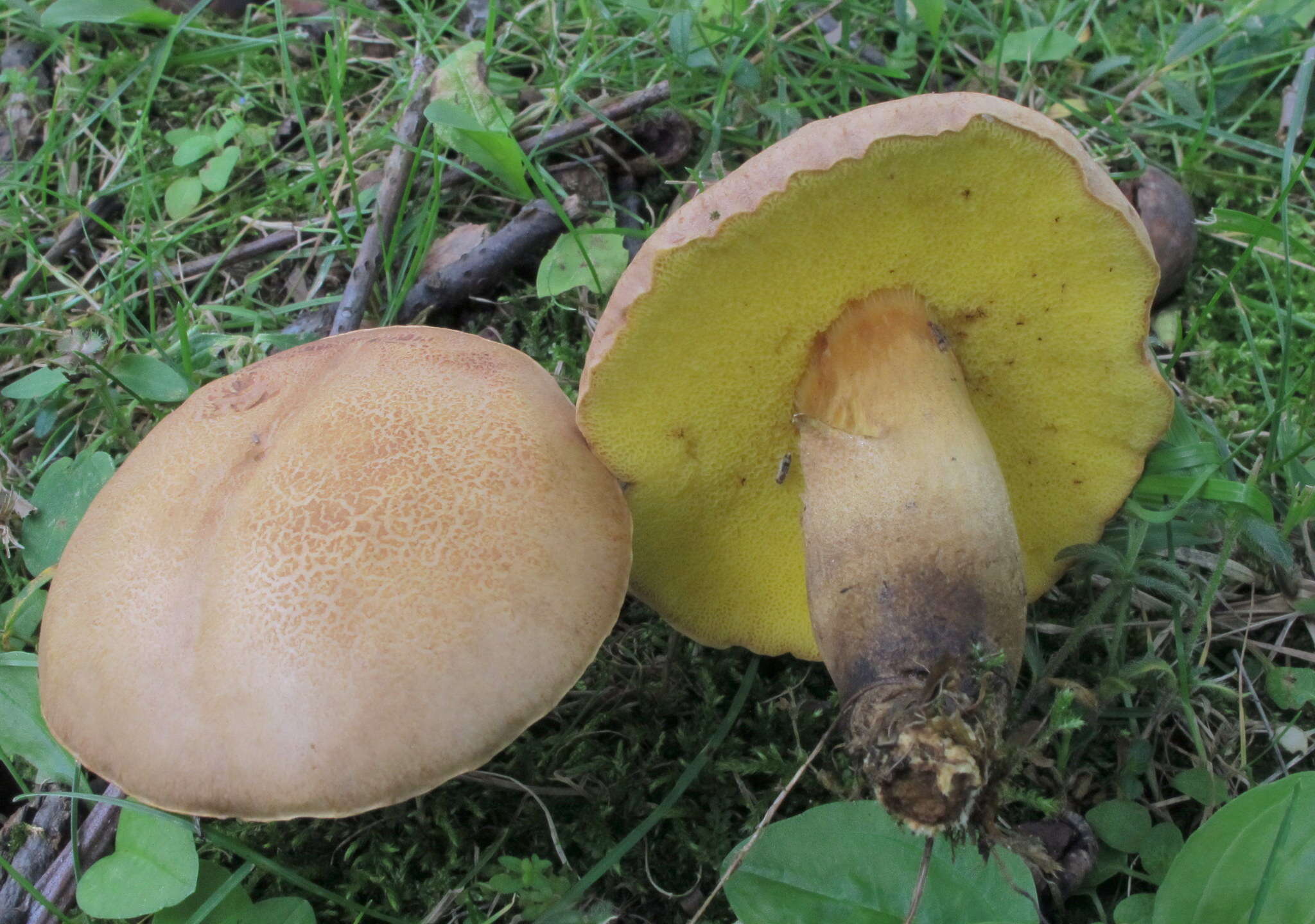 Image of Aureoboletus innixus (Frost) Halling, A. R. Bessette & Bessette 2015