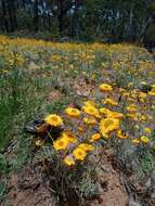 Image of Leucochrysum albicans subsp. albicans