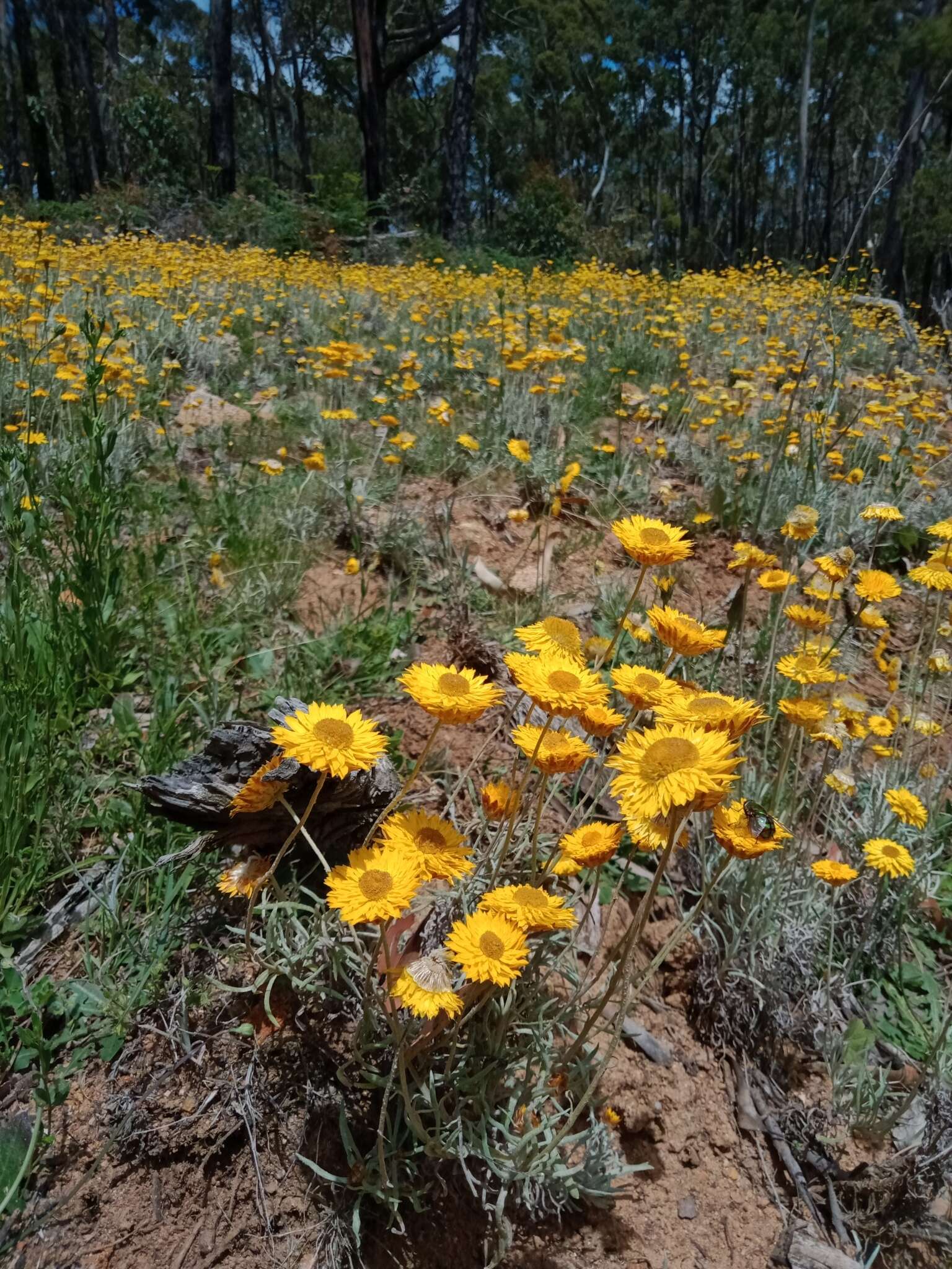 Image of Leucochrysum albicans subsp. albicans