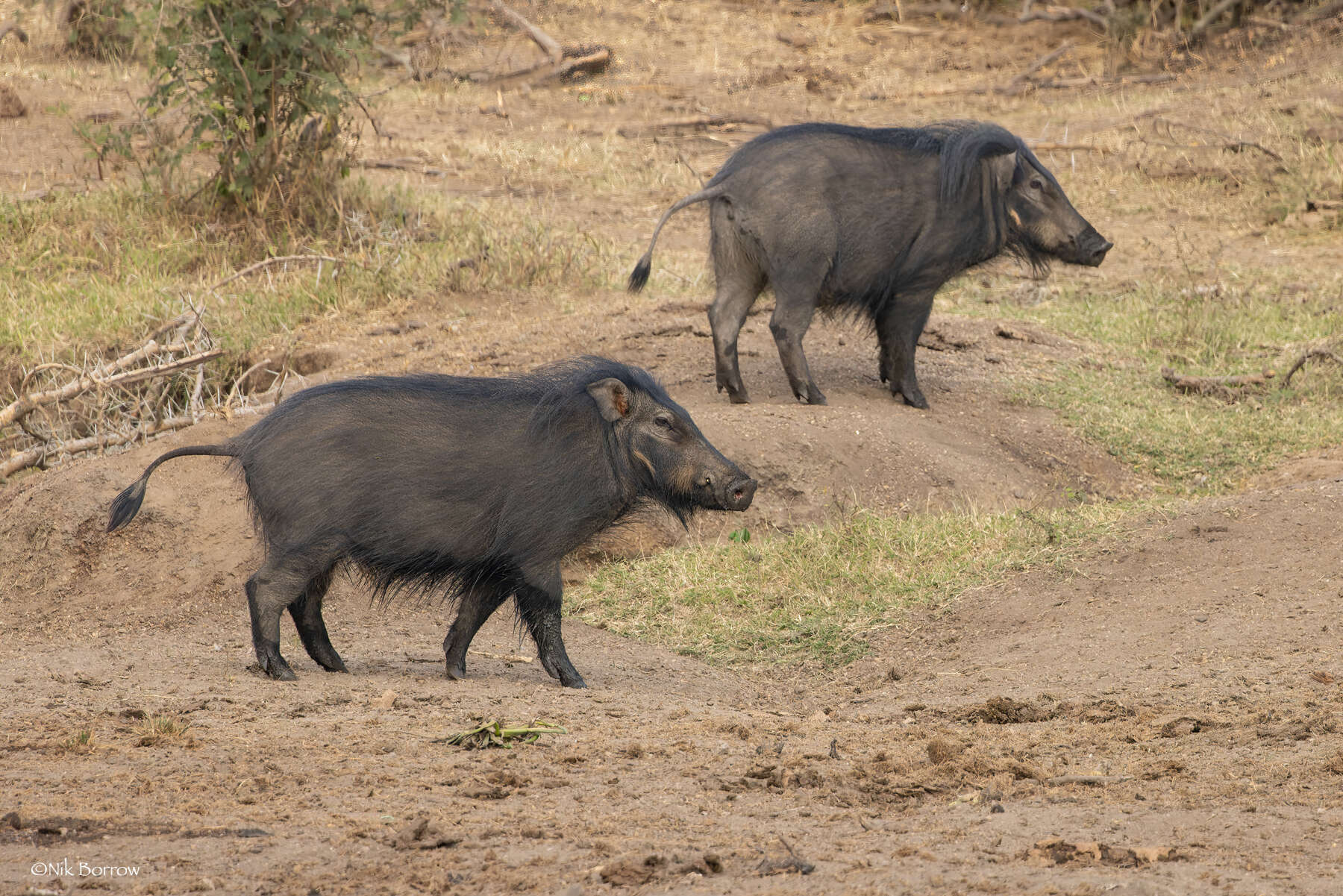 Image of Giant Forest Hogs