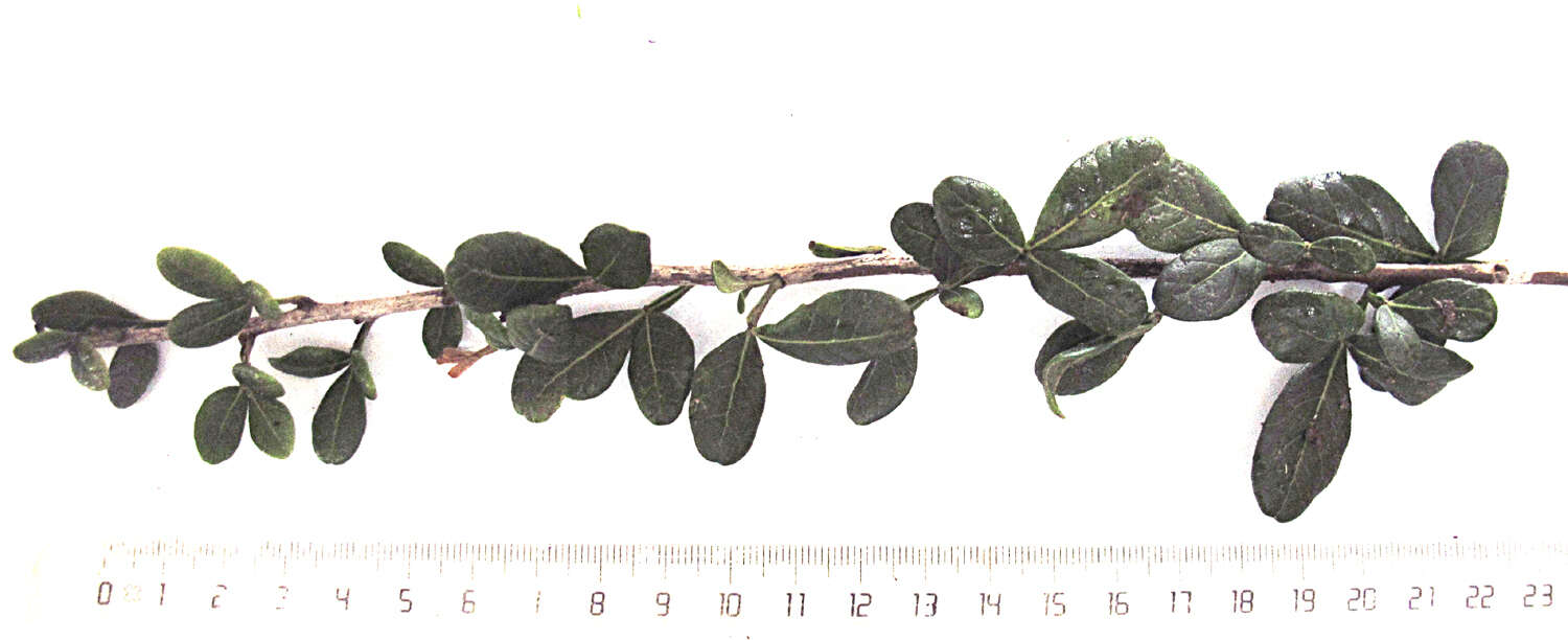 Image of Searsia pterota (C. Presl) Moffett