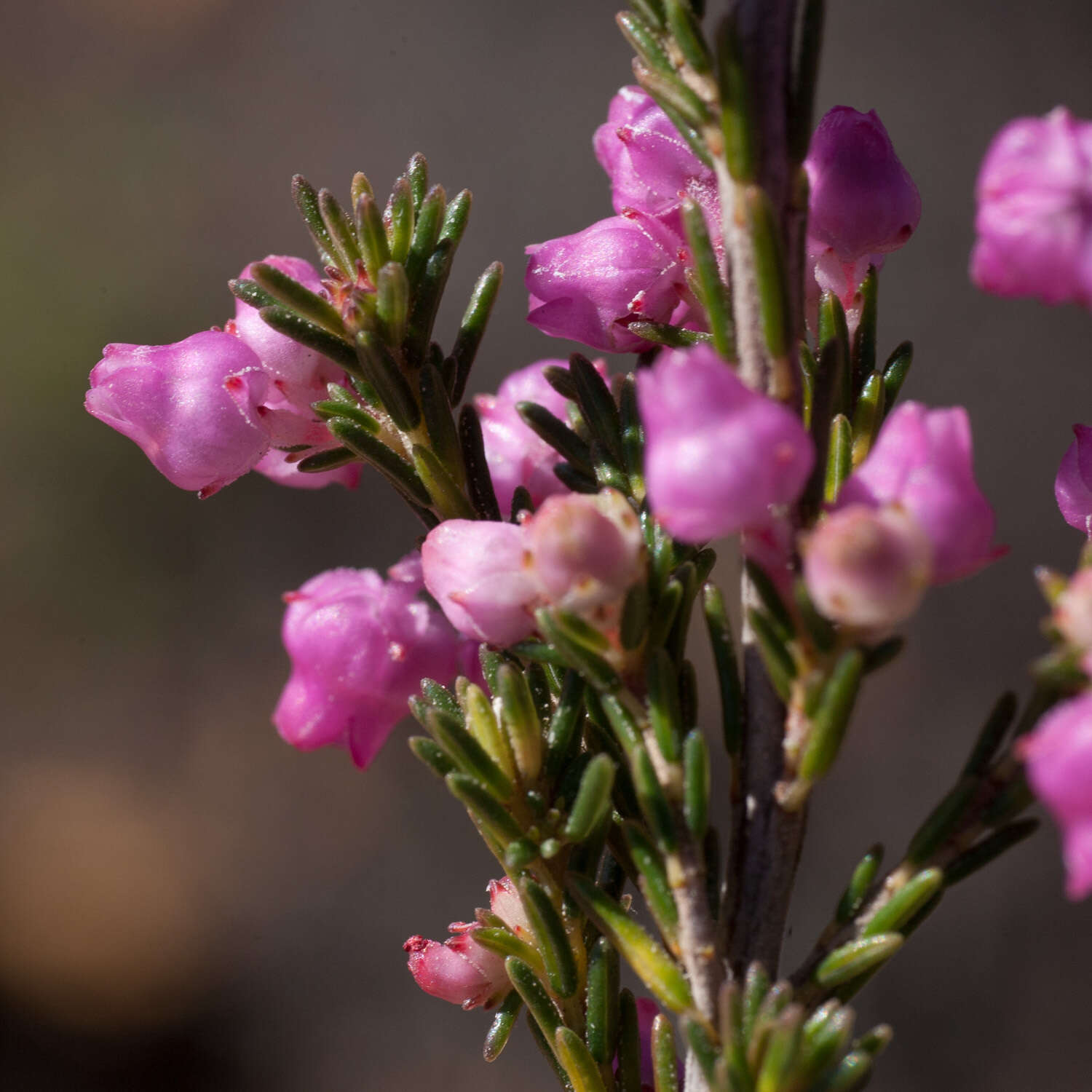 Image of Erica selaginifolia Salisb.