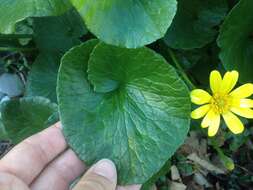 Image of Ficaria verna subsp. ficariiformis (Rouy & Foucaud) Maire