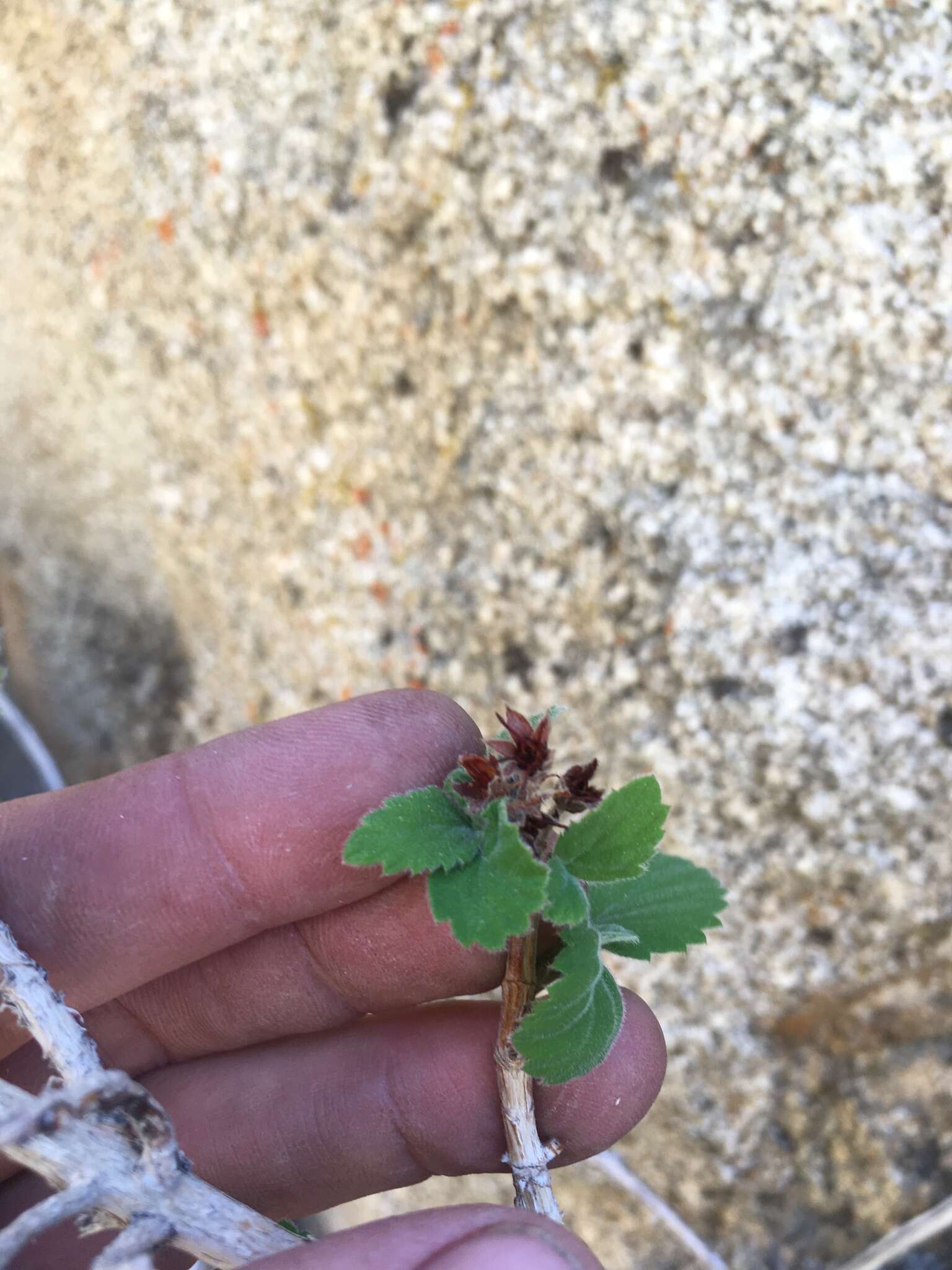 Image of fivepetal cliffbush