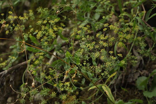 Image of Bupleurum rischawii Albov