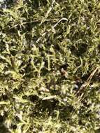 Image of racomitrium moss