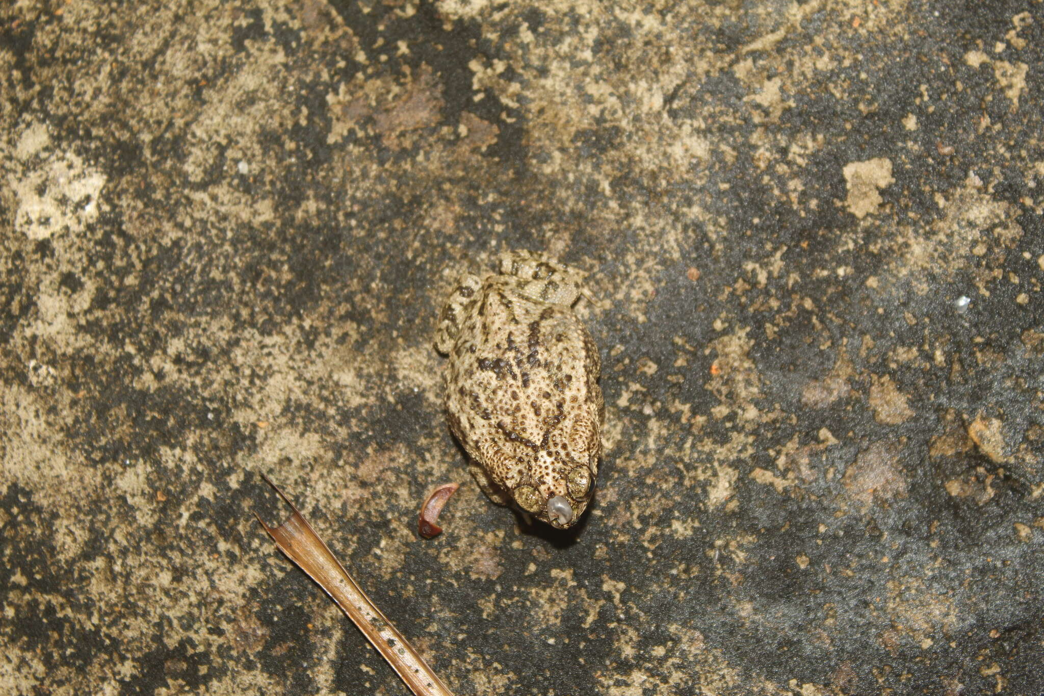 Image of Rhinella beebei (Gallardo 1965)