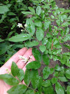 Image of border privet