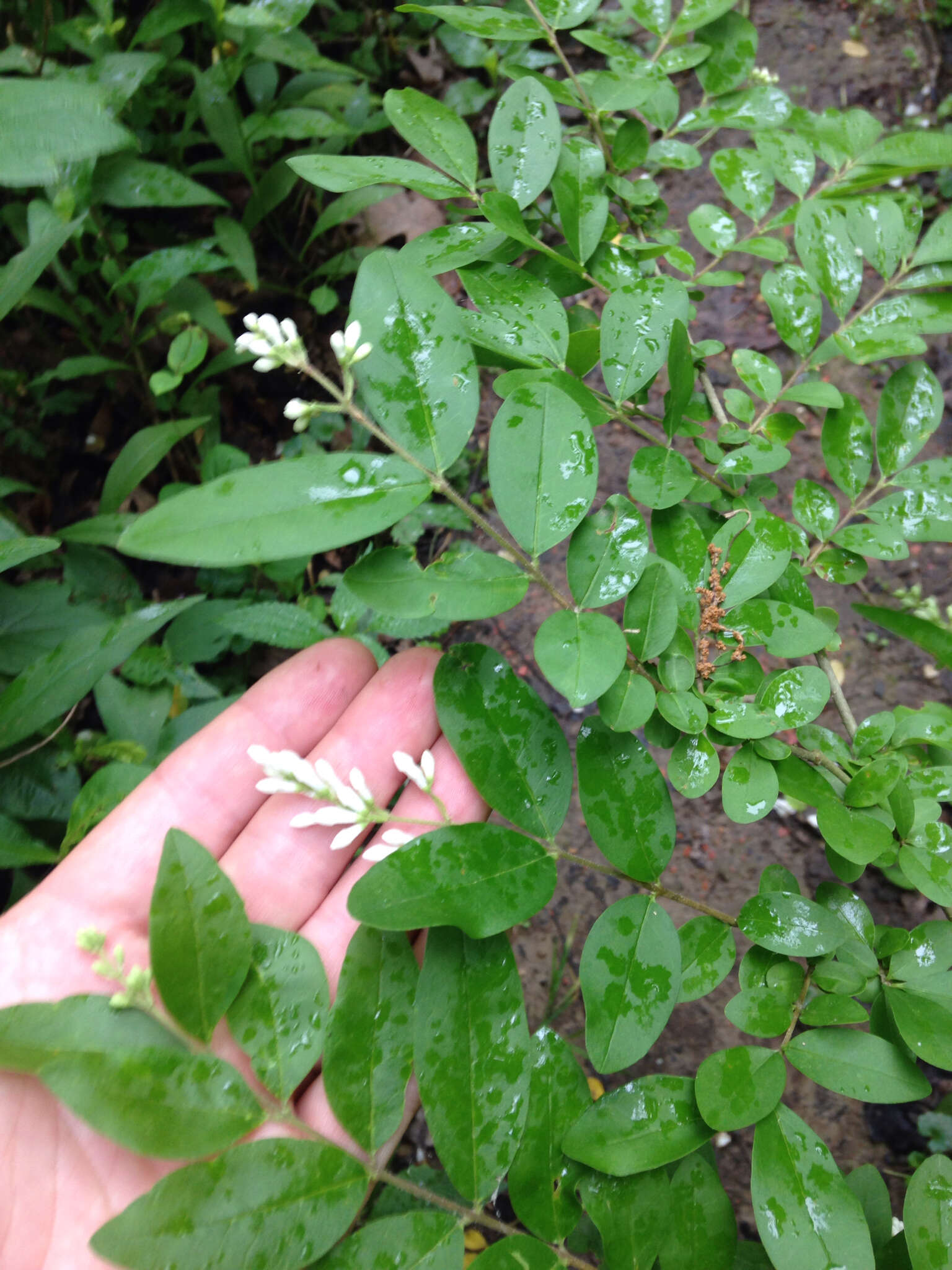 Image of border privet