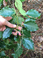 Image of Camphor laurel