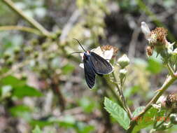 Image of Ctenucha multifaria Walker 1854