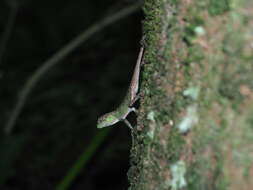 Image of Diploderma polygonatum xanthostomum (Ota 1991)