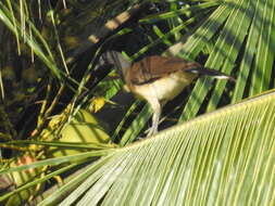 Image of White-bellied Chachalaca