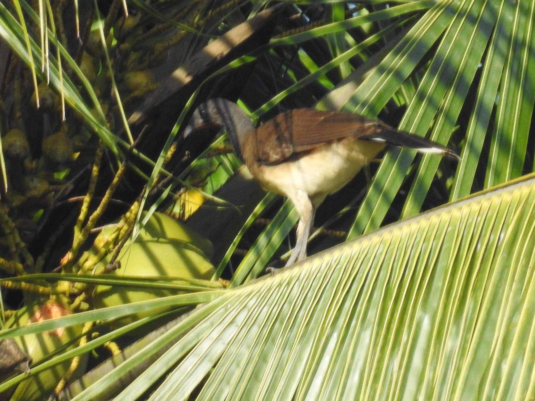 Image of White-bellied Chachalaca