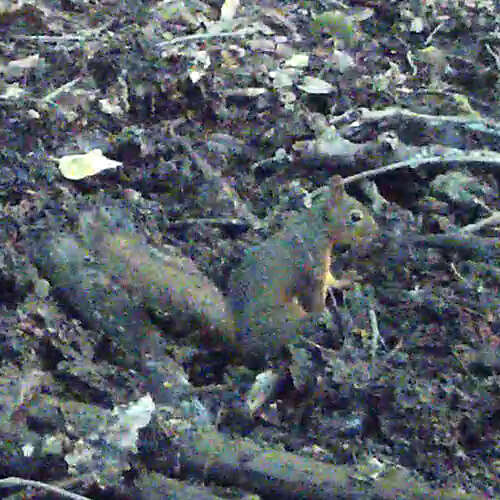 Image of Japanese Squirrel