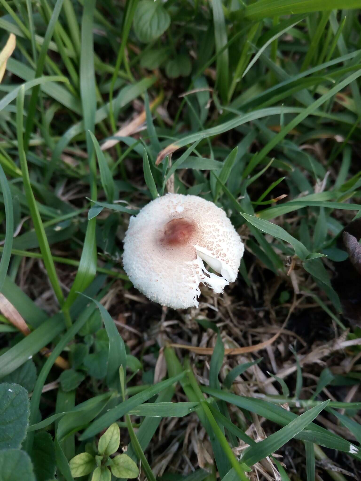 Image of Lepiota lilacea Bres. 1892