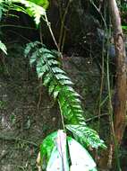 Image of Asplenium cuneatiforme Christ