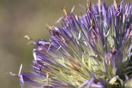 Image of Echinops strigosus L.