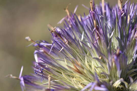 Image of Echinops strigosus L.