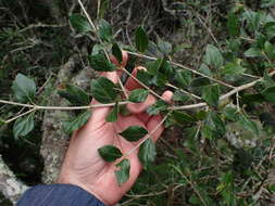 Image of Rock Alder