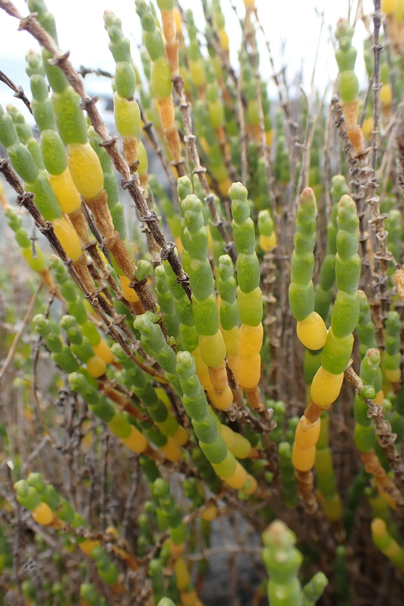 Image of Salicornia littorea (Moss) Piirainen & G. Kadereit