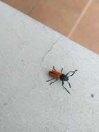 Imagem de <i>Labidostomis taxicornis</i>