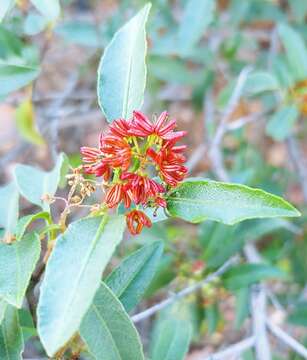 Image of Dodonaea petiolaris F. Müll.