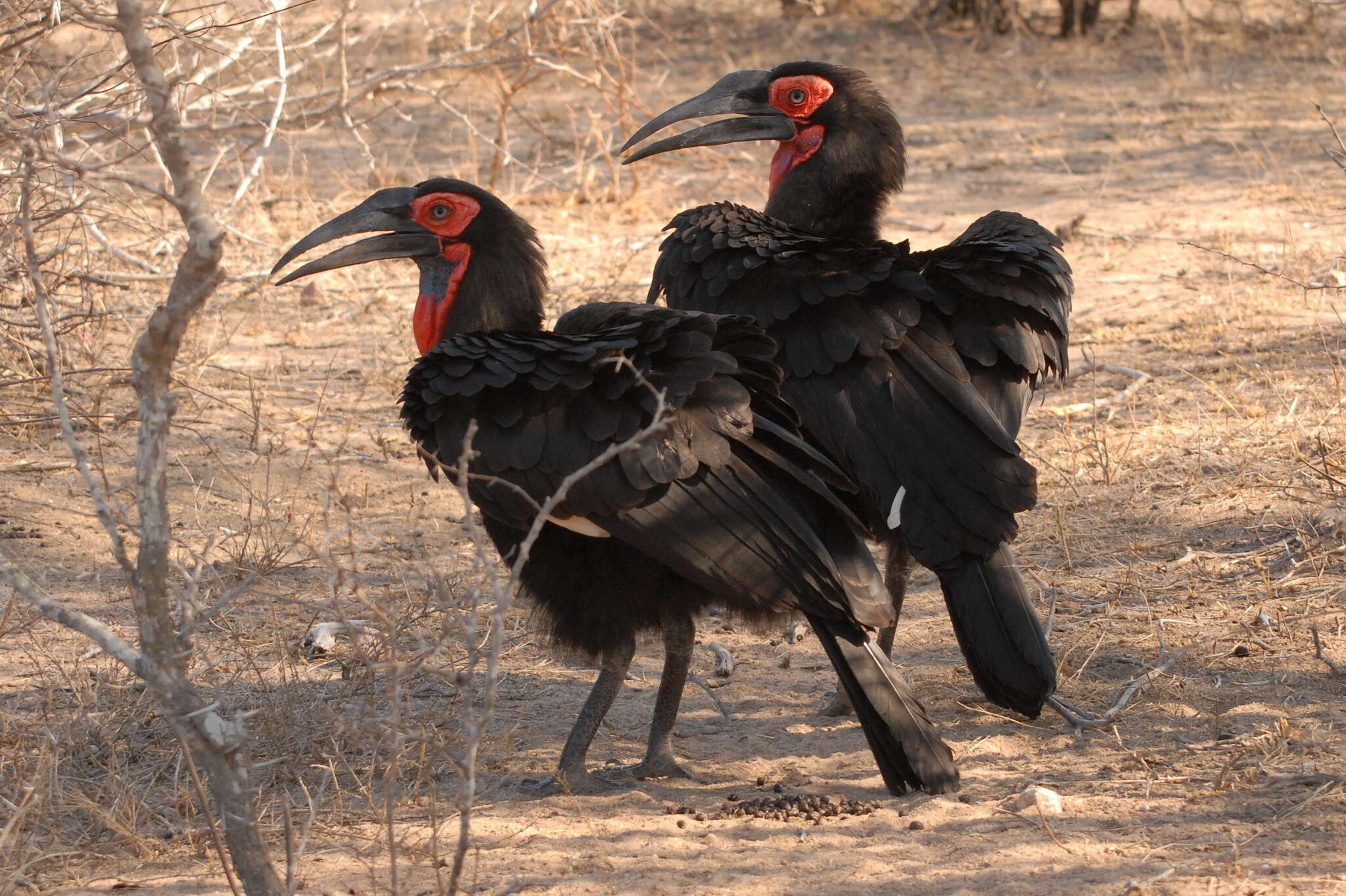 Image of Southern Ground Hornbill