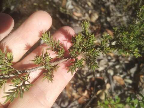 Image of Leptospermum arachnoides Gaertner